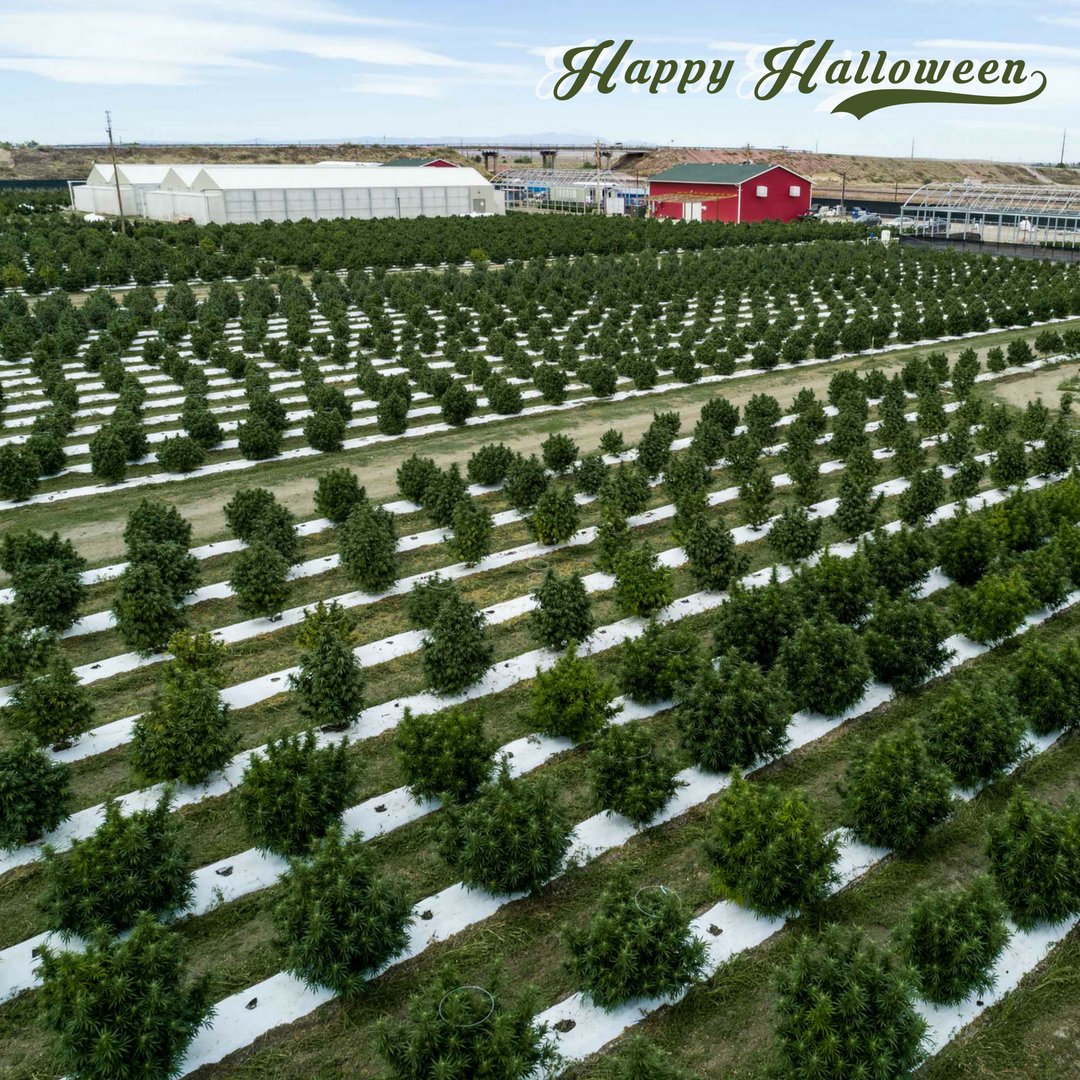 Happy Halloween form <a href="/LosSuenosFarms/">Los Suenos Farms</a>!

#lossuenosfarms #legalweed #halloweed #halloween #fieldofdreams #octoberlove #sungrown #marijuana