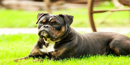 DaisyDogBlog's tweet image. Choose the right stud for your #dogbreeding needs... bit.ly/2pZk1JI