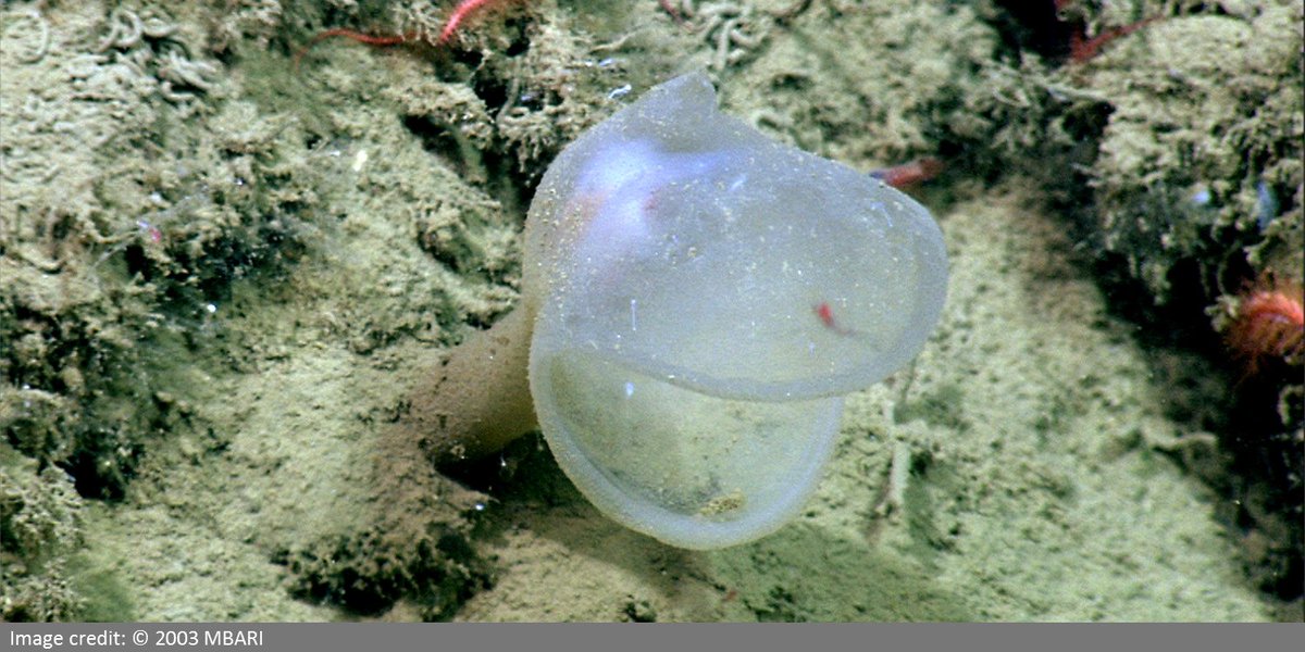 Predatory Tunicates Carnivorous Sponges Relatives Filter Feeders