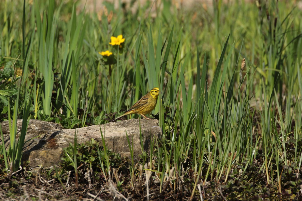 ellicarpools's tweet photo. If you are interested in making your garden more #bird friendly & easier to look after, check out our latest blog https://t.co/0r38BKb9ua https://t.co/PeIFT6FMD2