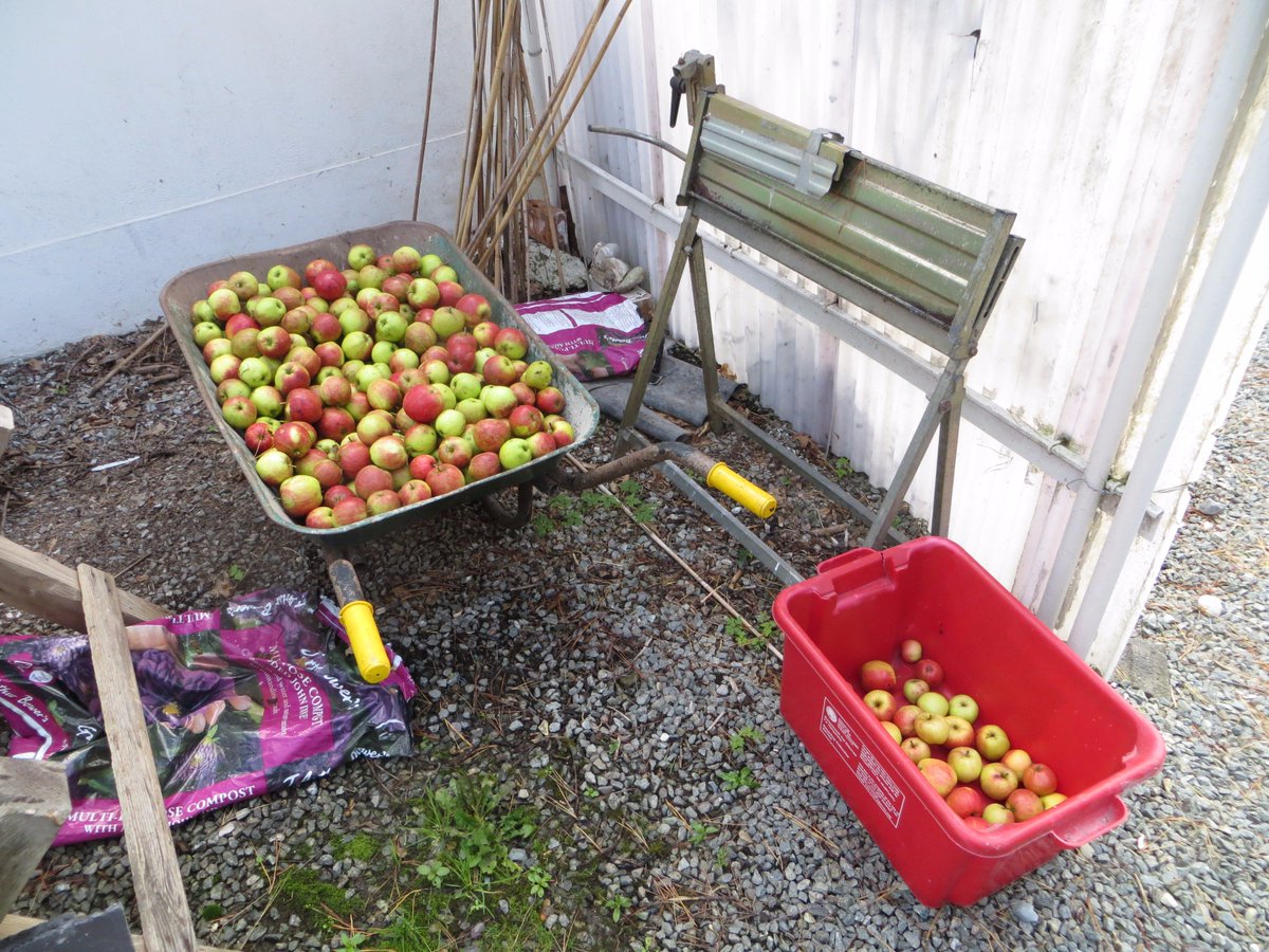 Gerrypod's tweet photo. This lot made 20 litres of juice this year. https://t.co/J85IhimaPy