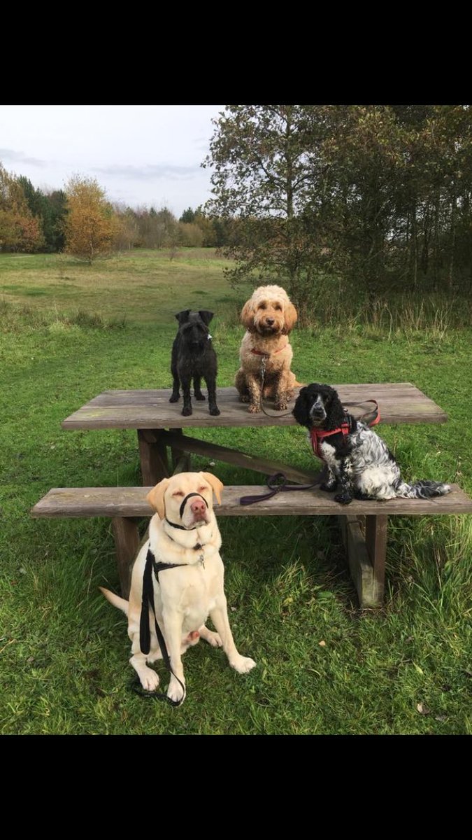 BarneyHCockapoo's tweet photo. Happy Halloween from me and my pals 🐾🐶🎃 #Halloween #dogwalker #fun #chase #dressup https://t.co/B8M9eQRY9C