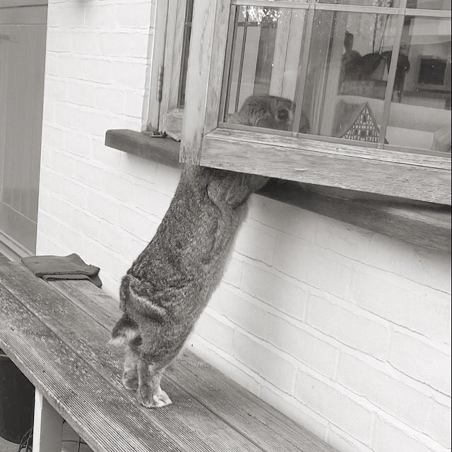KristynaLitten's tweet photo. Intruder alert!!! #bunny #dwarflop https://t.co/UHJD5GOSKB