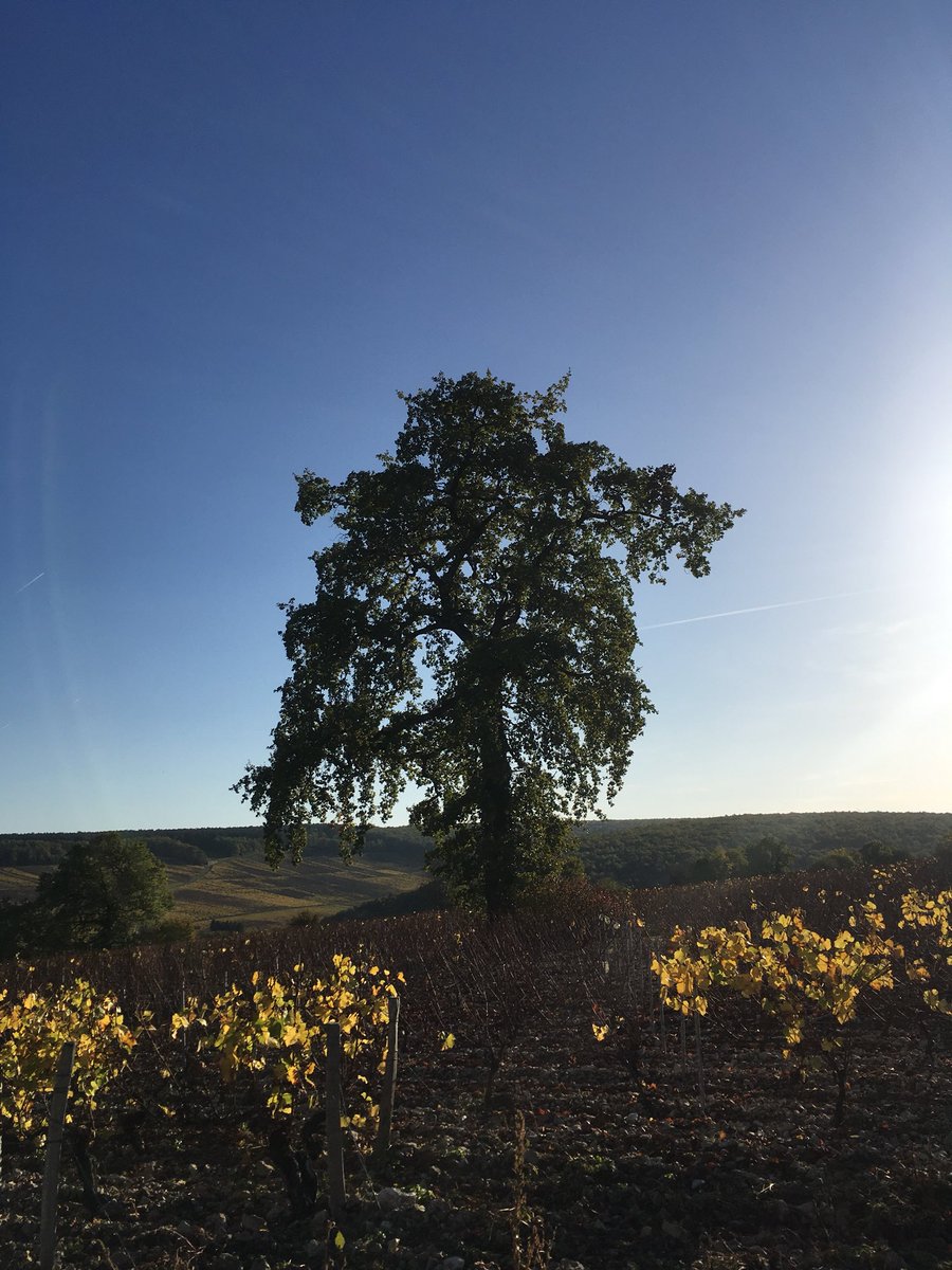 OkhuysenWijn's tweet photo. Vanmorgen vroeg startte onze inkoopreis door #champagne en #bourgogne - we bezochten #PierrePeters, #DomaineElise en #Billaud. Prachtig! https://t.co/uel8GMoIiW