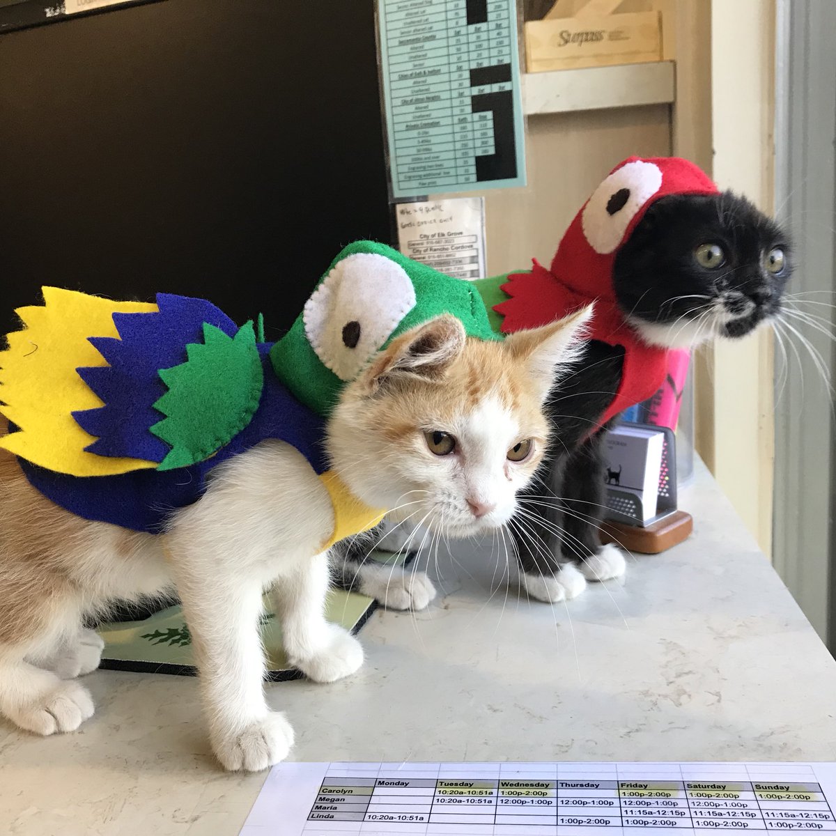 SacramentoSPCA's tweet photo. Happy Halloween! 🎃 
Foster mom Alex got in the holiday spirit with these costumes for her fosters. Yo ho, yo ho, a kitten’s life for me! https://t.co/dO7bneMQpL