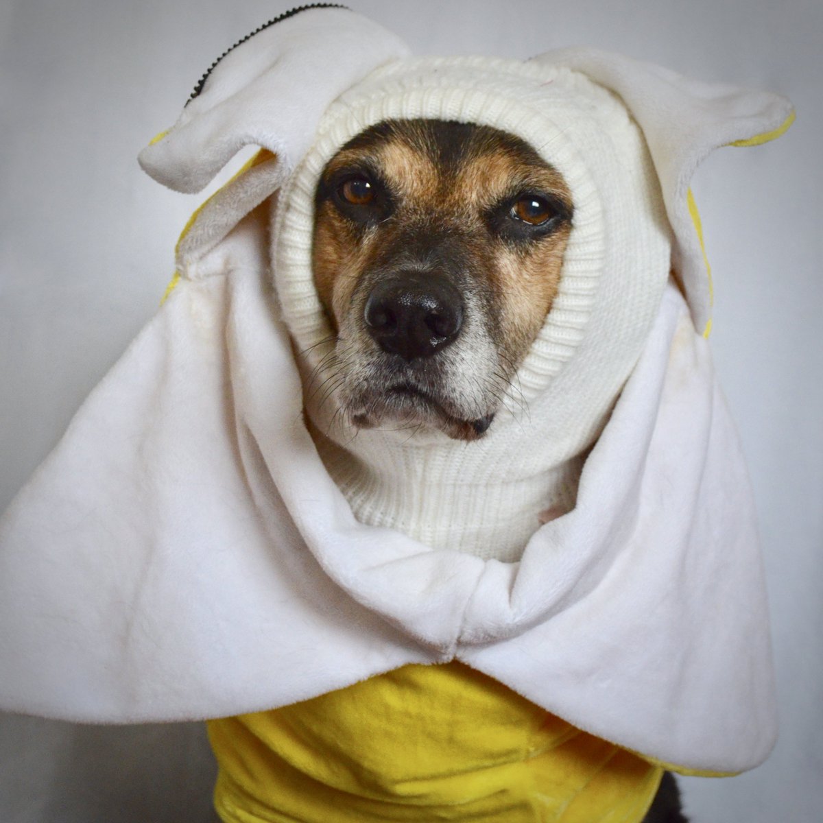 YYJDog's tweet photo. Happy Halloween🎃 🍌 #TrickOrTreat #Dog https://t.co/VosNCEiihE