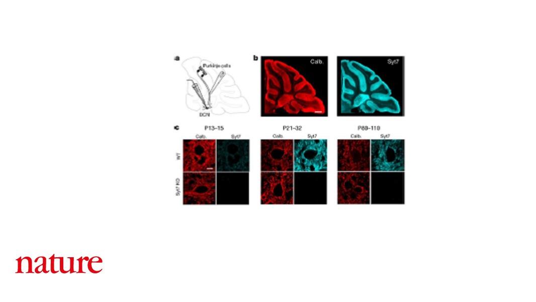 The protein synaptotagmin 7 confers frequency invariance onto specialized depressing synapses in mice go.nature.com/2zlwBdY