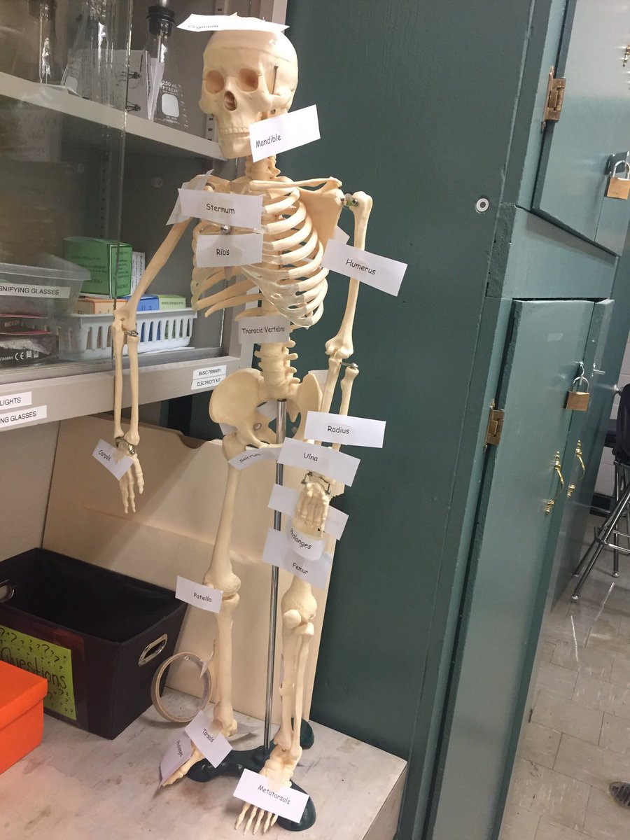 MissMFisher's tweet photo. LCS students working together to learn about the human skeleton! #leaskl4l #healthscience20 @prairiespiritsd https://t.co/MFQpZFDPf9