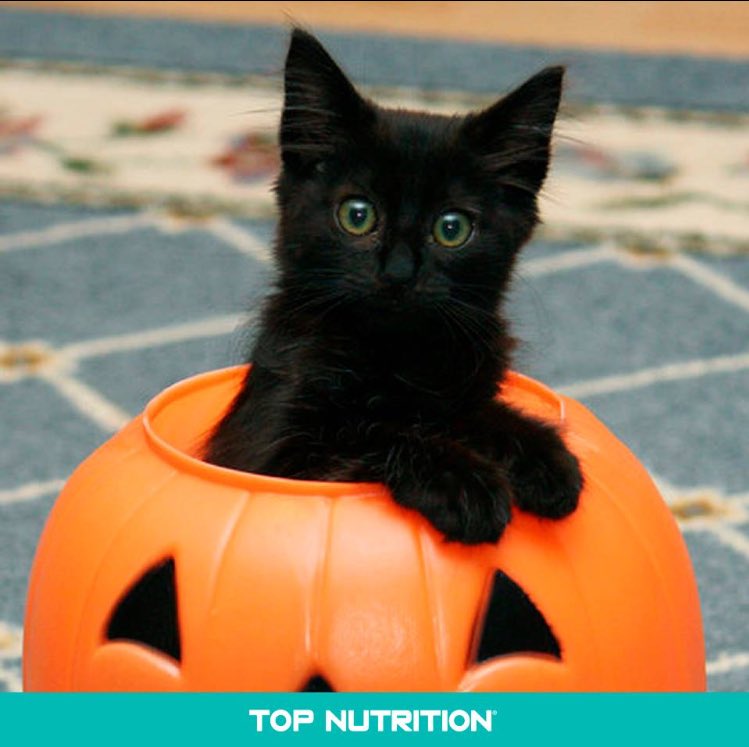 TopNutritionAr's tweet photo. ¿Cómo reciben hoy Halloween? Nosotros estamos listos. #TopNutrition #SuperPremium https://t.co/2KZIaJG2Nt