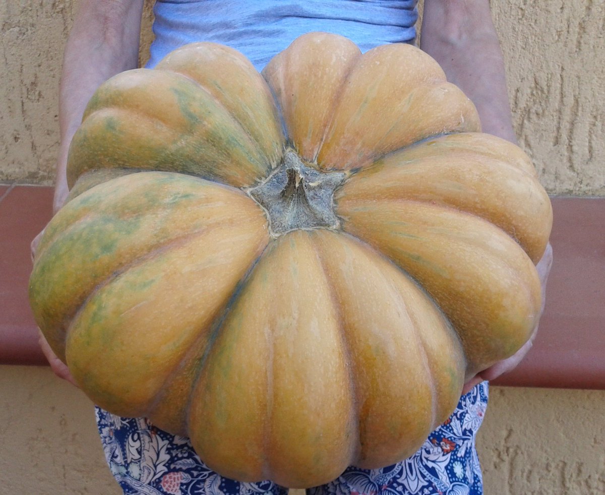 triphylla's tweet photo. Tripudio di zucche per #Halloween Facili da  coltivare con grandi soddisfazioni! Vi piace questa cresciuta ad acqua, sole e #triphylla ? https://t.co/CnXldlRW8z