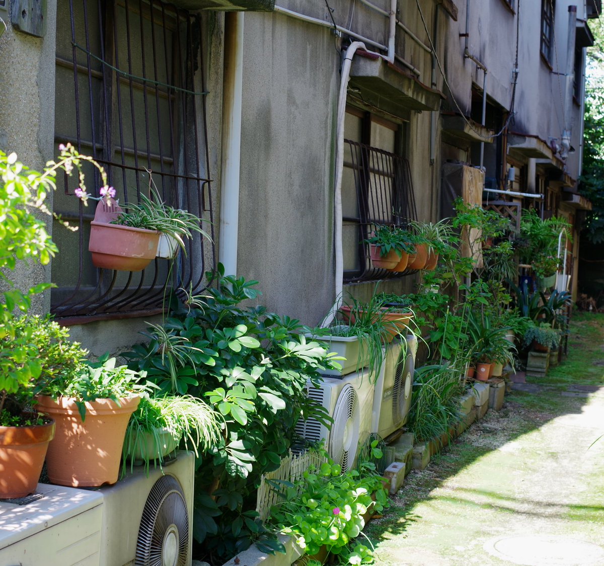 merumoci's tweet photo. 素敵な緑空間
#路上園芸 #室外機 #路地 https://t.co/M1wmK3ZKb1