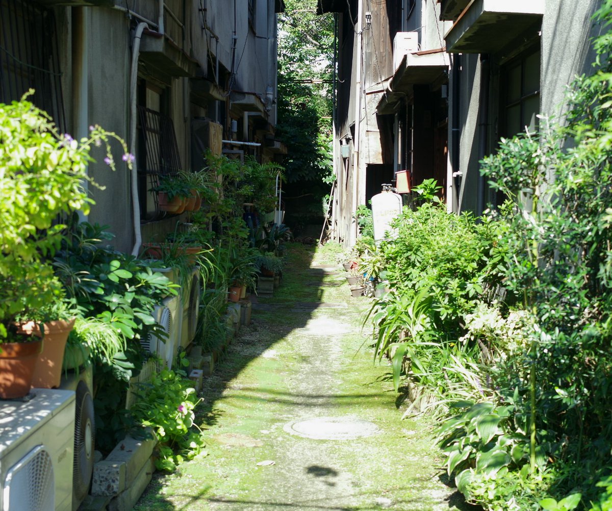 merumoci's tweet photo. 素敵な緑空間
#路上園芸 #室外機 #路地 https://t.co/M1wmK3ZKb1