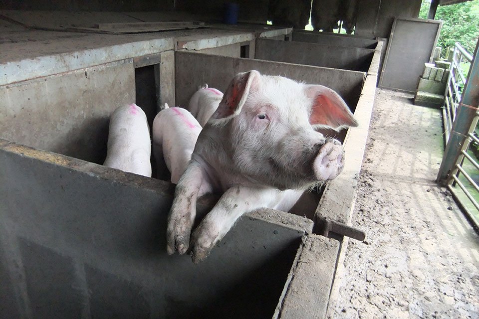 #Pigvets: take a look at our new pig disease surveillance dashboard - GB pig disease data in an interactive map ahvla.defra.gov.uk/vet-gateway/ne…