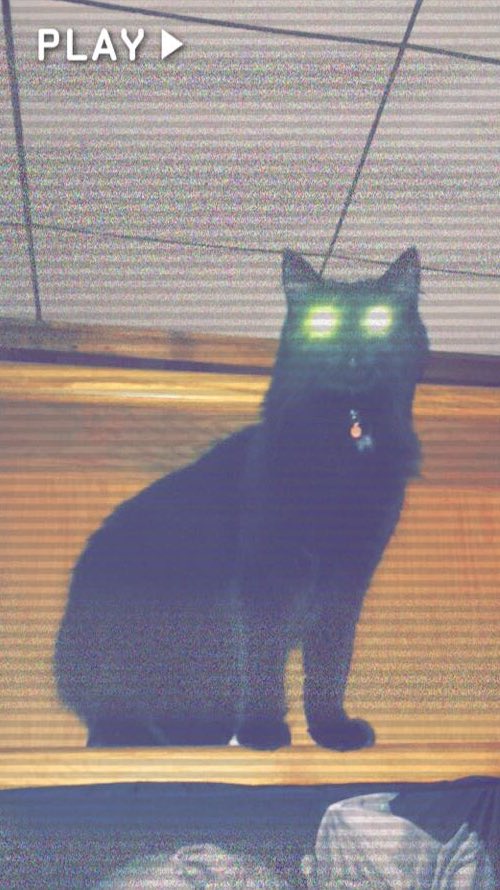 OrionLion1's tweet photo. Happy Halloween! #halloween #blackcat #ParanormalCativity #OrionLion #spooky #catsoftwitter https://t.co/QeKtilvqtt