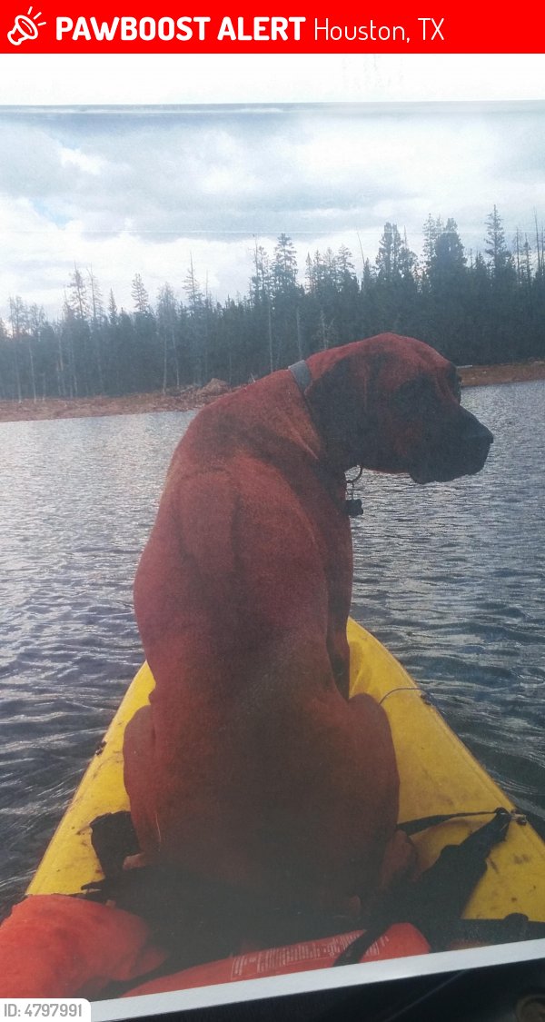 HarveyLostPets's tweet photo. Please RT! Have you seen Bear? #missing #lost #pet in #Houston #TX 77022 https://t.co/x8nzIr2tKa https://t.co/LzQVgFzCLE