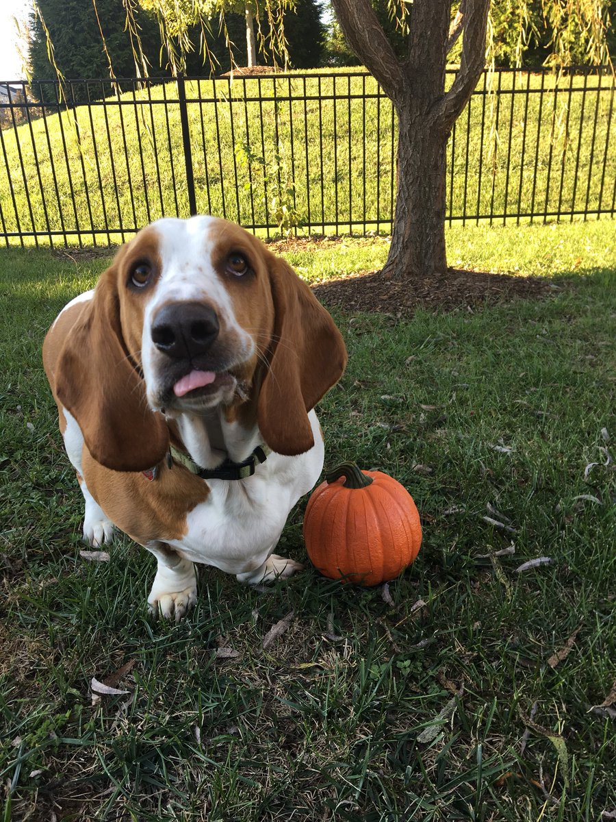 PolokeH's tweet photo. Happy Halloween!!! 👻🎃 https://t.co/ocmG3Lessf