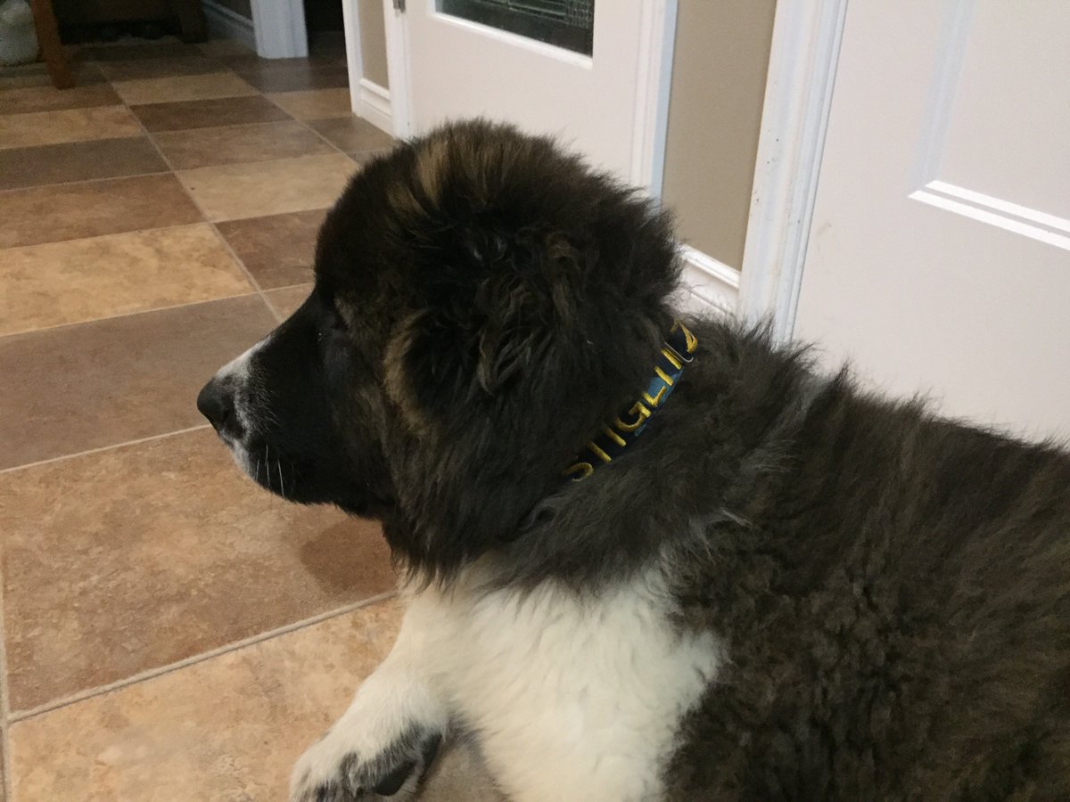 saleswisconsin's tweet photo. #k9 #welovedogs #Ovcharka #custom #customcollars #customdogcollars #collarsUSA #collarsRus #armynavy #usamade #wisconsinmadecollars https://t.co/JKDDSO7Vg5