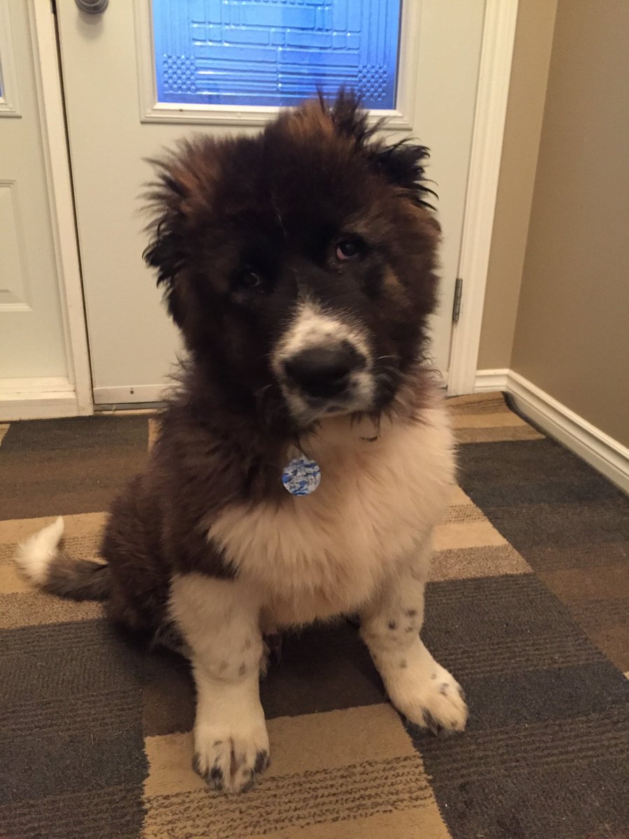 saleswisconsin's tweet photo. #k9 #welovedogs #Ovcharka #custom #customcollars #customdogcollars #collarsUSA #collarsRus #armynavy #usamade #wisconsinmadecollars https://t.co/JKDDSO7Vg5