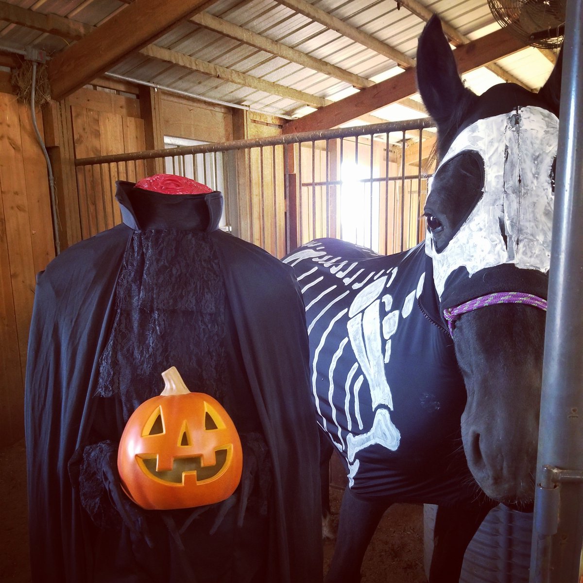 USequestrian's tweet photo. Check out our gallery of horse #Halloween costumes on Facebook submitted by you! 🎃 👻 #HappyHalloween

➡️ https://t.co/JIastqENKu https://t.co/SsysR4l2V0