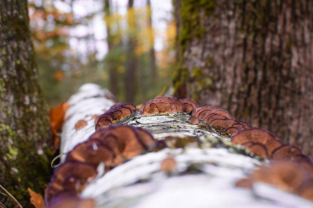 lifebysteve's tweet photo. The only way to see is to look. .
.
.
.
.
#lifebysteve #makelifefun #lbsmichigan #Michigan #puremichigan #nature #… https://t.co/ju19EGDux4 https://t.co/JE85d6Ic6M