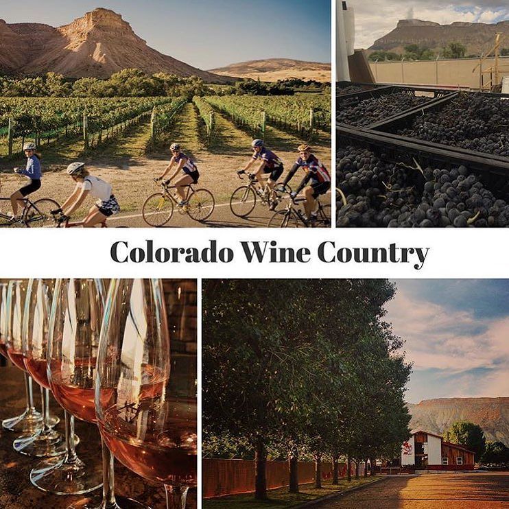 PaceBiking's tweet photo. The perfect adventure for your next Colorado vacation 👉🏼Colorado wine and cycling make the perfect pairing! Our Co… https://t.co/DgvHizUqTC https://t.co/ZhnBlBALuW