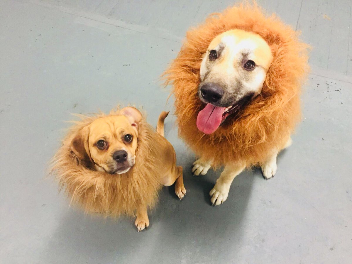 rufflesnotts's tweet photo. The lion king re-enacted at Ruffles #halloween #fancydress #party #costume #lionking #akitacross #germanshepherdcross #puggle #nottingham https://t.co/FVDmmHTsub