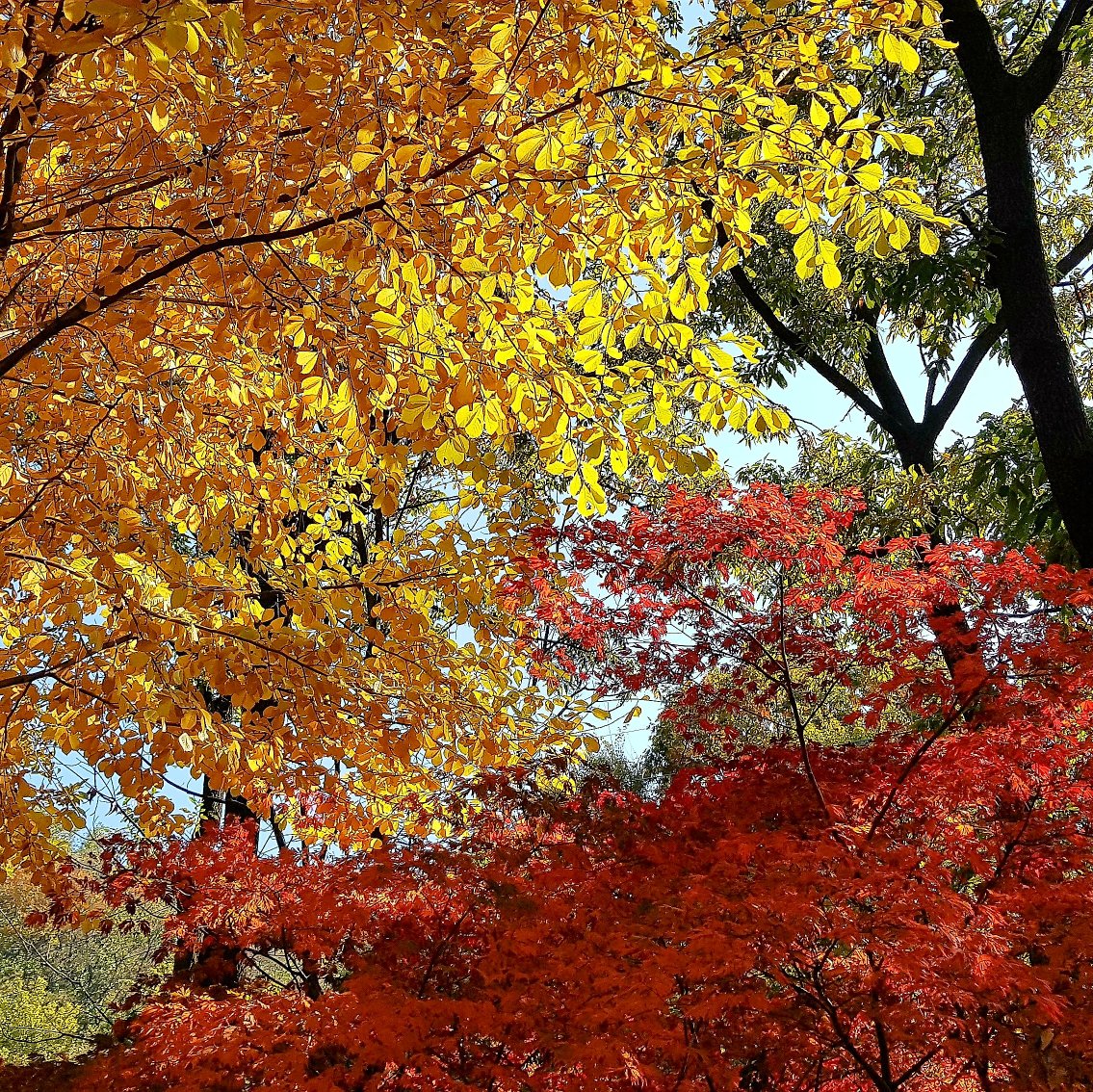 RecoverNature tweet picture