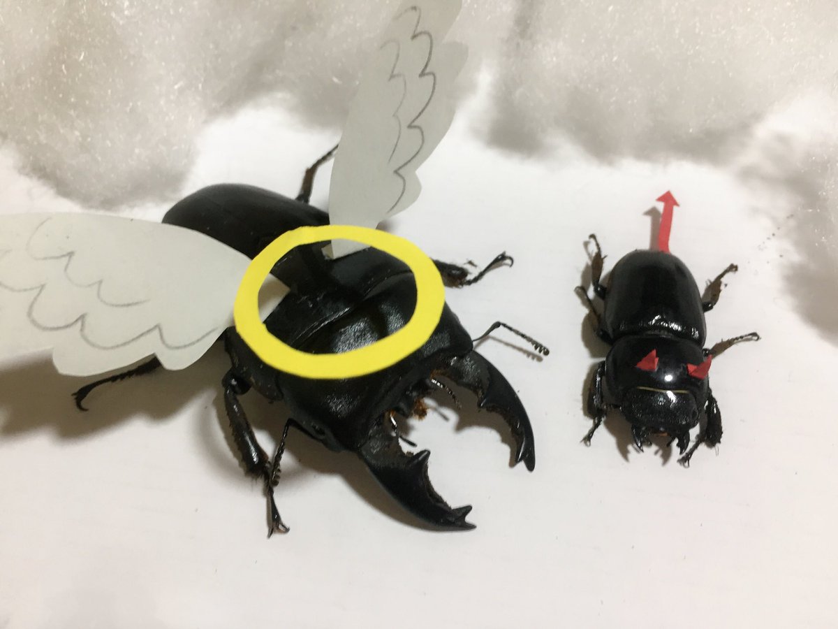 SpikeTheBeetle's tweet photo. I can be your angle or yuor devil https://t.co/86CxLcYJd0