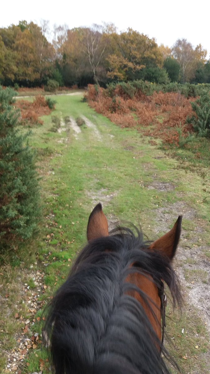 Cuffnells's tweet photo. Lovely ride. #Autumn colours amazing in the #NewForest https://t.co/Q1iIdnyV9f