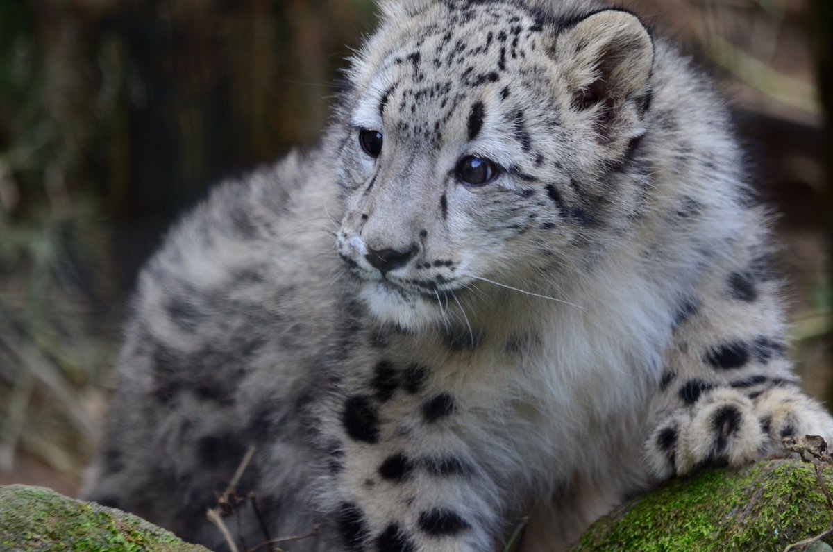 Tweet 多摩動物公園のユキヒョウのフクちゃんがかわいい Naver まとめ