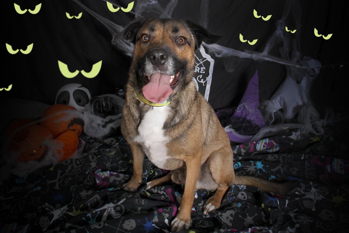#HappyHalloween kisses from #Ghoulish Gizmo #Halloween #fun #dog #rescuedog #ineedahome #spooky #bestfriend #adopt #rehome #leeds #yorkshire