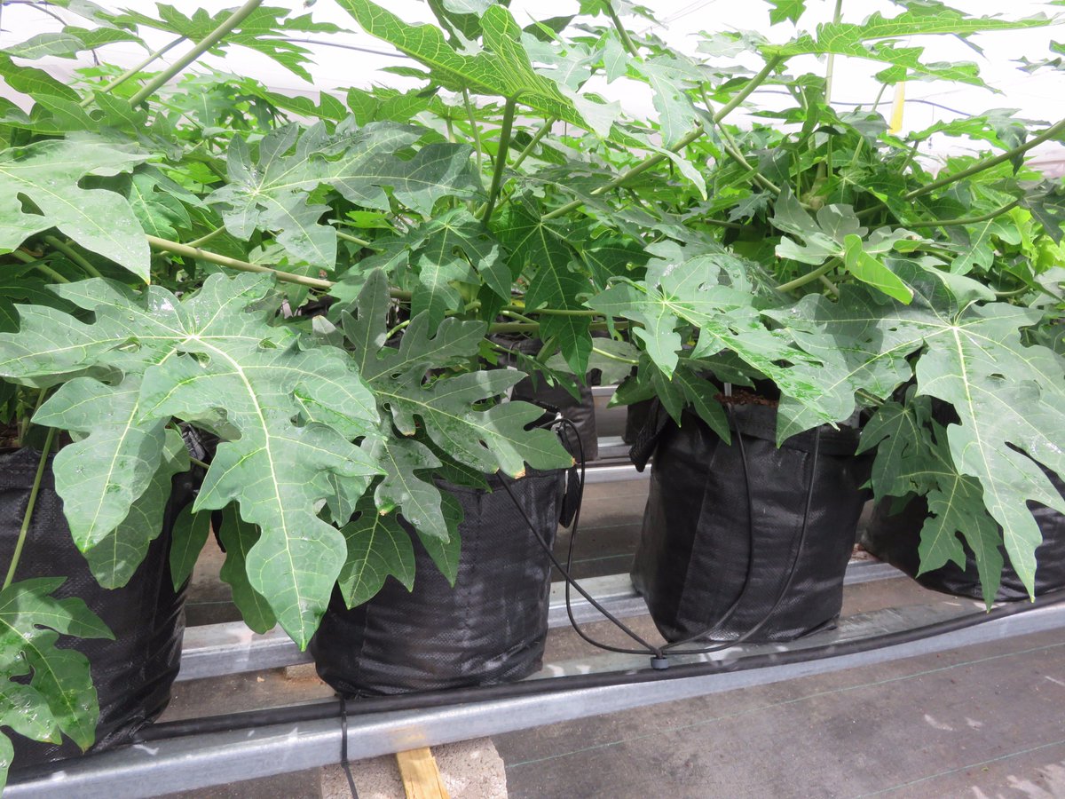 RivulisOfficial's tweet photo. #Propagating #Baby_Papaya in ISRAEL with #NaanDanJain_Irrigation_solutions for #fertigation &amp; #climate_control 
 https://t.co/6RmKUYUbfS https://t.co/FlI6u4REnb