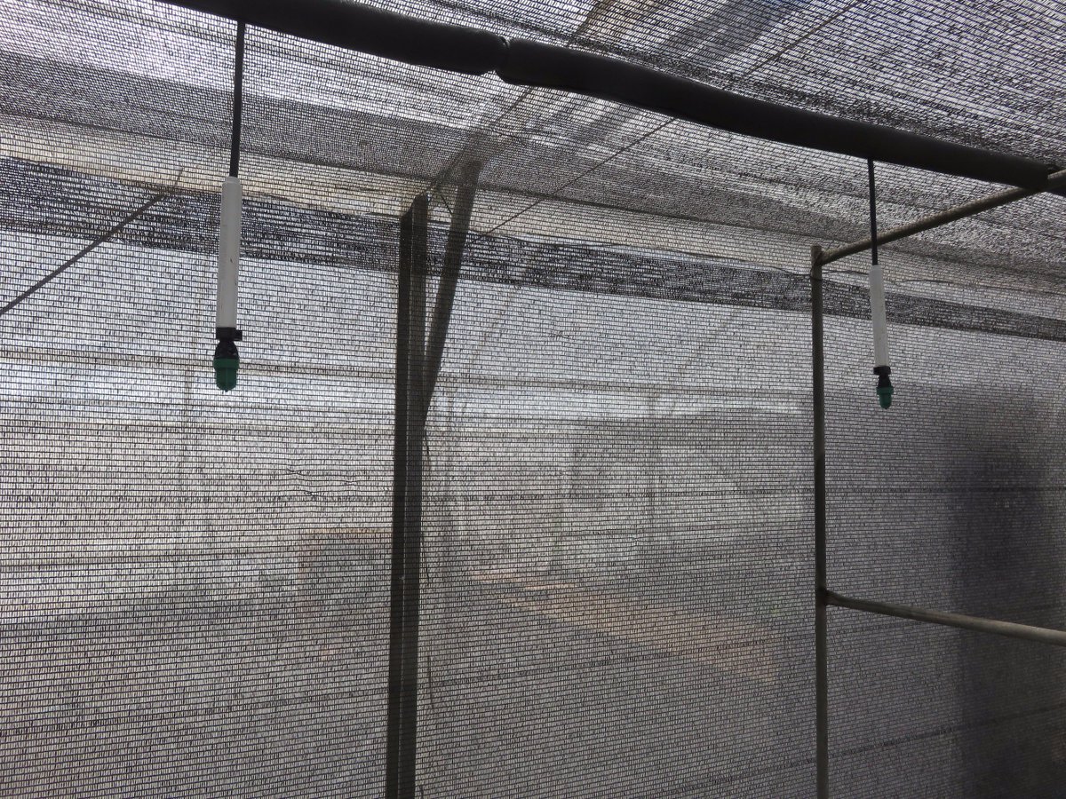 RivulisOfficial's tweet photo. #Propagating #Baby_Papaya in ISRAEL with #NaanDanJain_Irrigation_solutions for #fertigation &amp; #climate_control 
 https://t.co/6RmKUYUbfS https://t.co/FlI6u4REnb