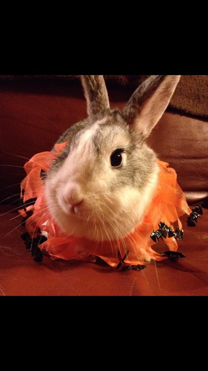 wanda_hodder's tweet photo. @CBCNL My PP ready for tricks and treats 💜🐰 #petsofHalloween https://t.co/Hofj1976ui