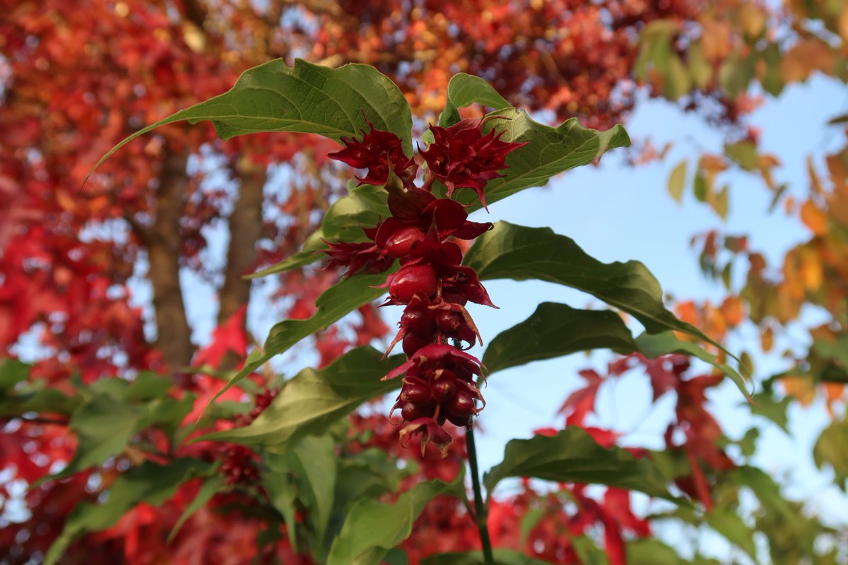 HortusLoci's tweet photo. Leycesteria formosa, the Himalayan honeysuckle, flowering nutmeg, Himalaya nutmeg or pheasant berry 🍂 https://t.co/vRQI21ZX4Y