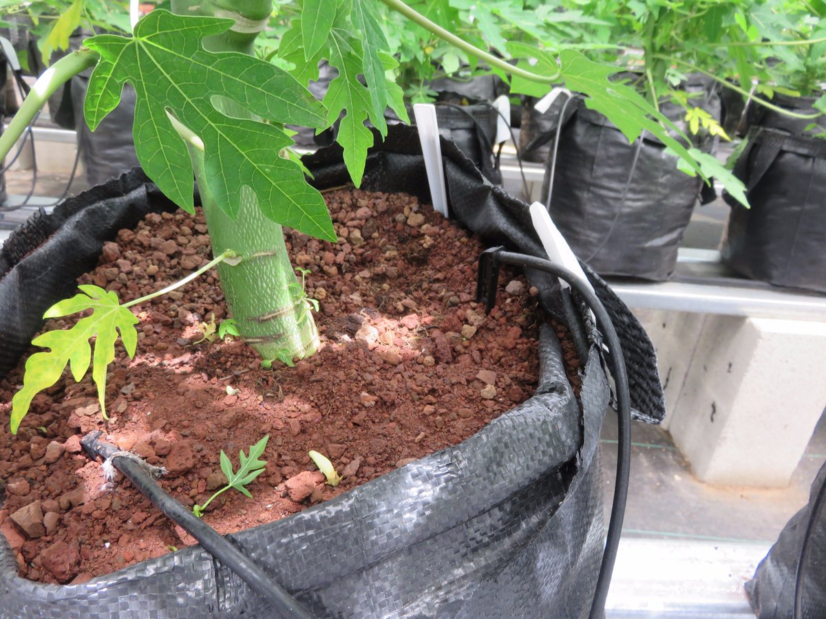 RivulisOfficial's tweet photo. #Propagating #Baby_Papaya in ISRAEL with #NaanDanJain_Irrigation_solutions for #fertigation &amp; #climate_control 
 https://t.co/6RmKUYUbfS https://t.co/FlI6u4REnb