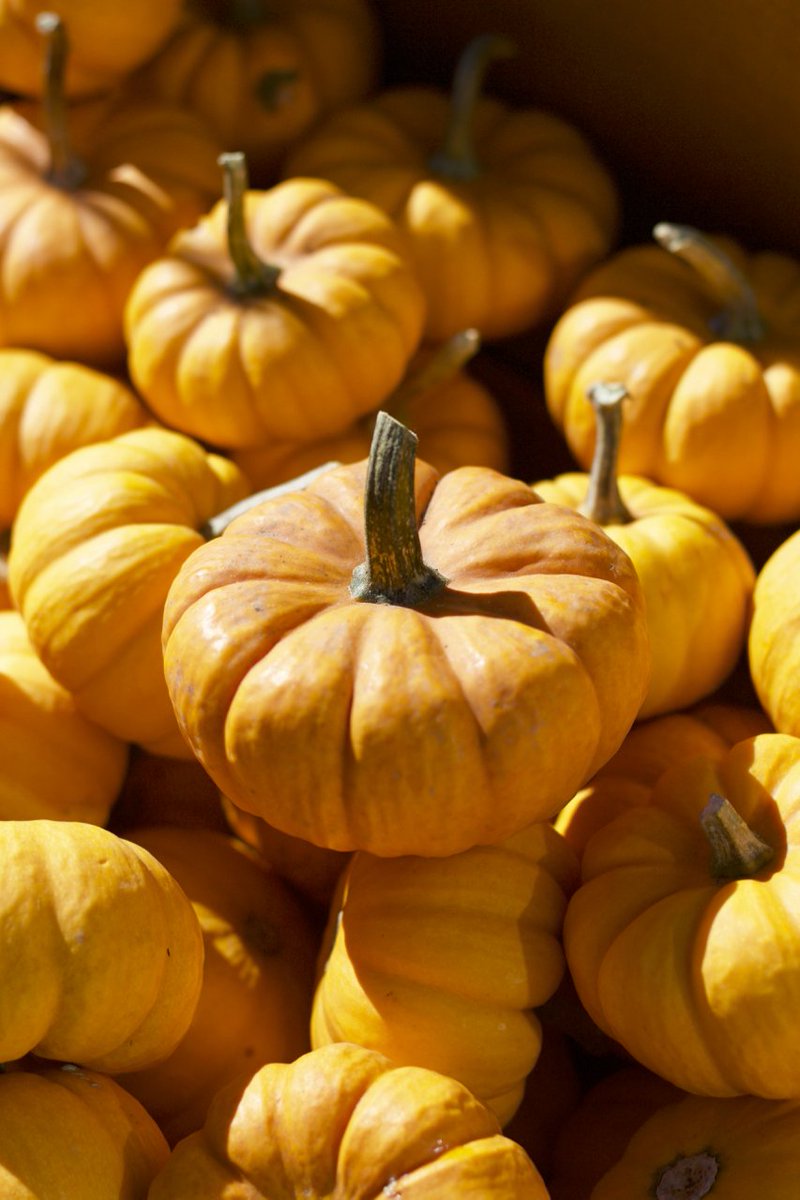 Wildkale tweet media