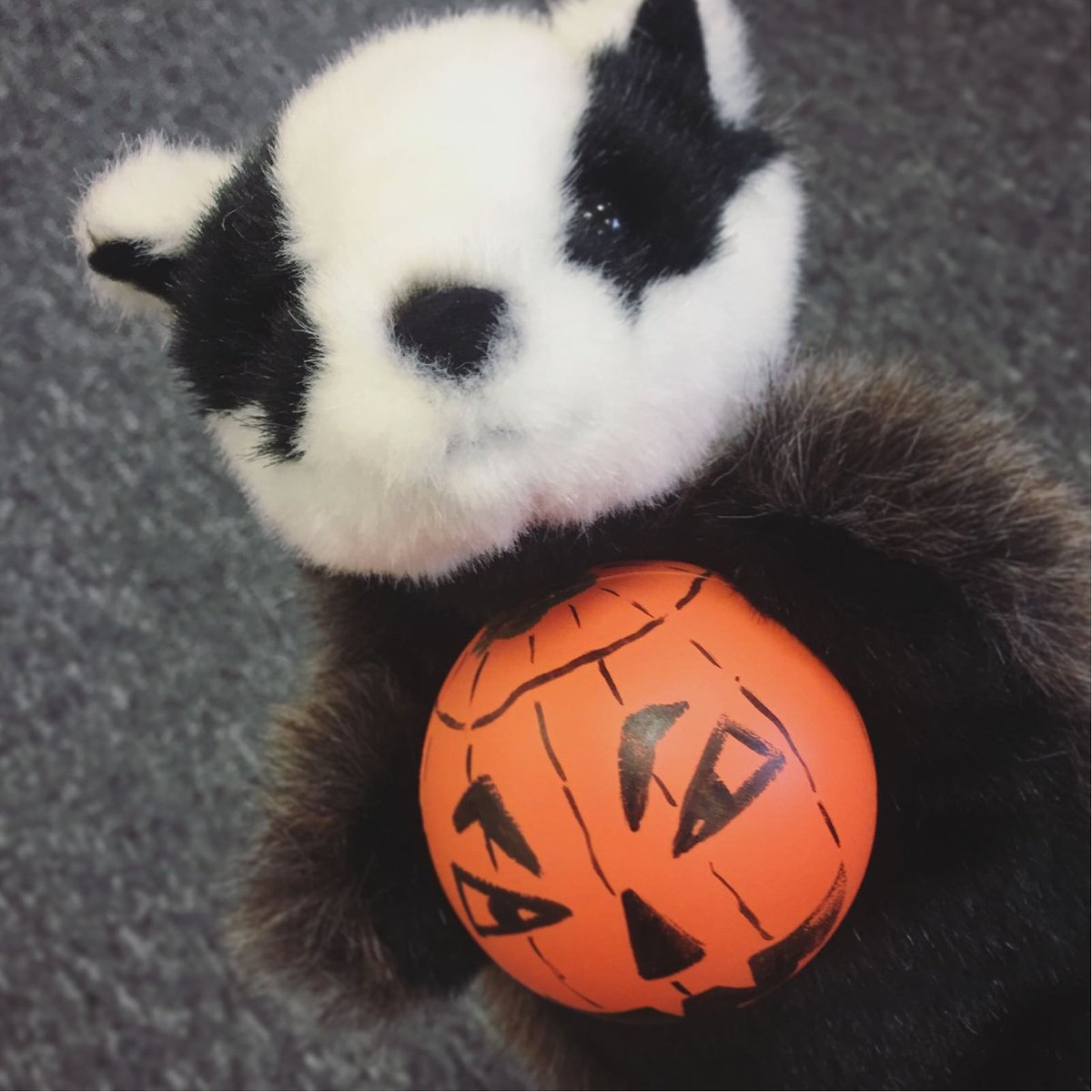 SalesbadgerApp's tweet photo. Happy Halloween from Maz and all of the Salesbadger team! #Halloween https://t.co/ucFNom1Aui
