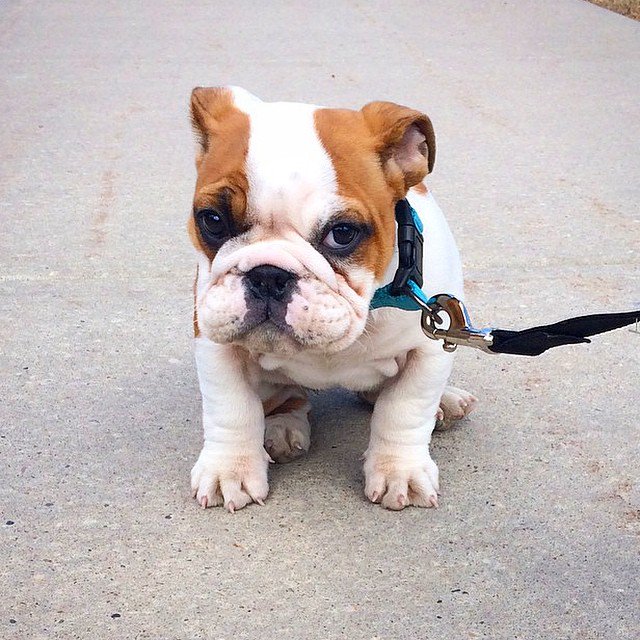 Animals_Bestest's tweet image. 