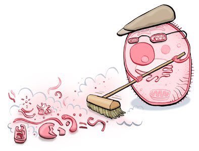 Lysosom_e's tweet photo. Doing what I do best! #Organellewars  @mslaflamme https://t.co/CHxXGRsEtl