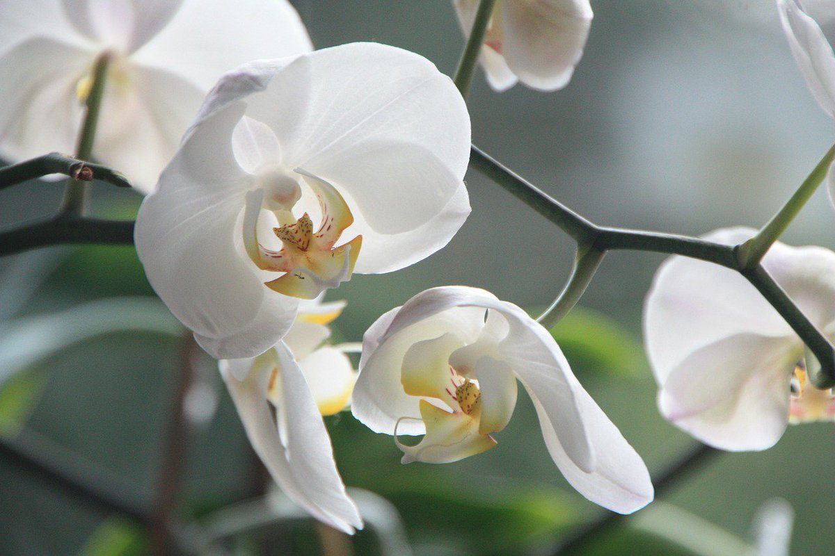 DaveJShank's tweet photo. The miracle in a single white blossom
So small compared to the universe
So large compared to my understanding
 #freeSPIRIT https://t.co/ZEGNFDCqEB