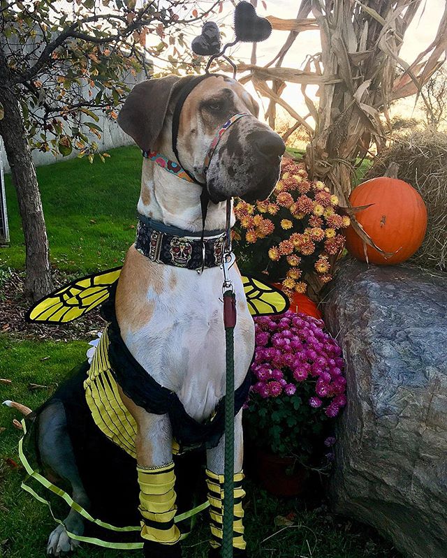 DanesofIG's tweet photo. I got to go to the Howl-o-Ween party at my moms work today! 🐝🍁🎃 📷: @basilthedane https://t.co/PcPZlV9nb9