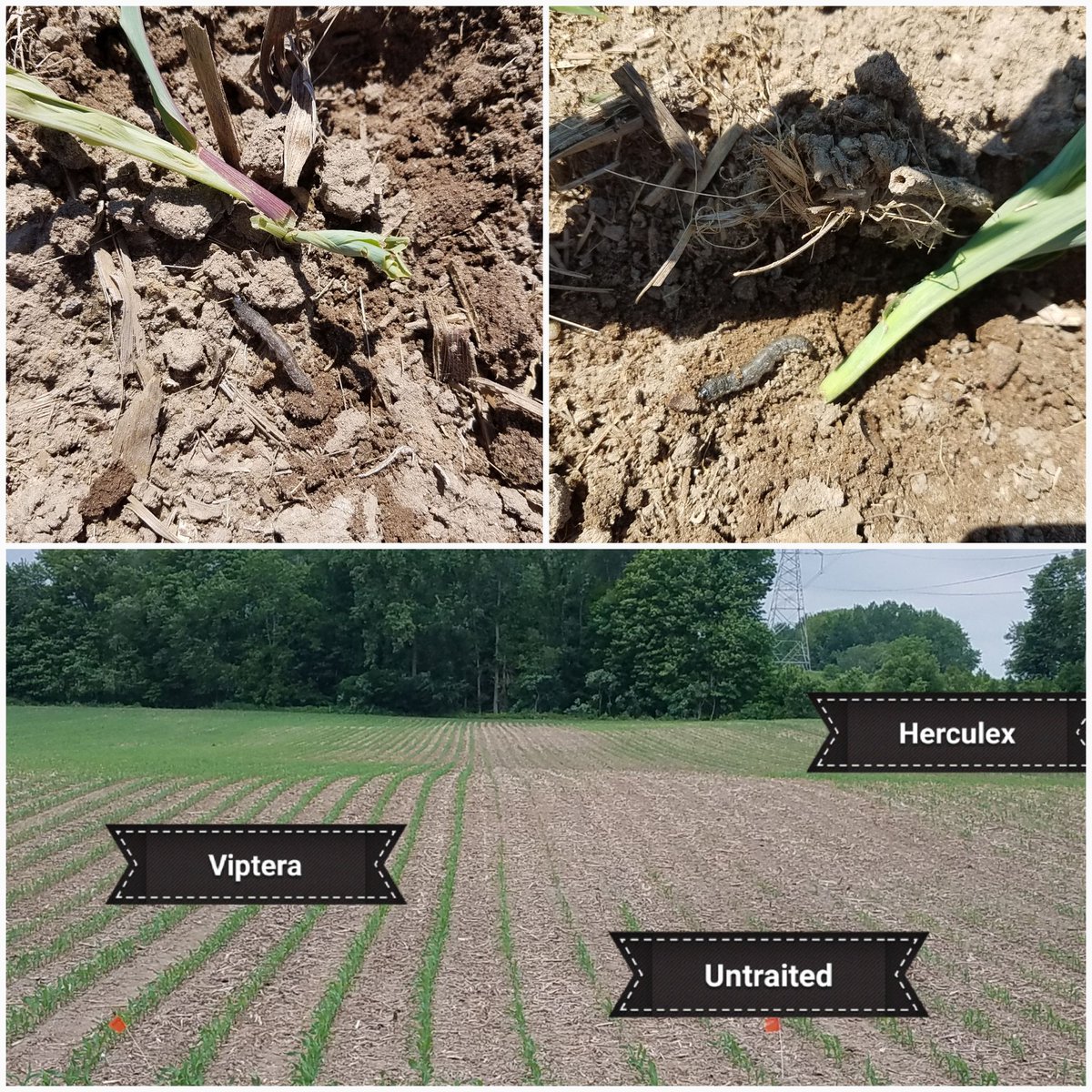 HeasleySeeds's tweet photo. Corn lives matter, plant more Viptera!! #heasleyseeds #vipteraworks #goldenharvestcorn #cleancorn https://t.co/qkEsawgp5T