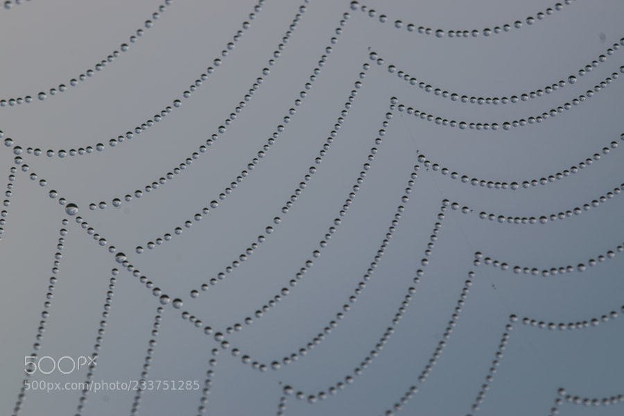 500pxFeatured's tweet image. Popular on 500px : pearl necklace by frdumortie ift.tt/2ltXO82 |