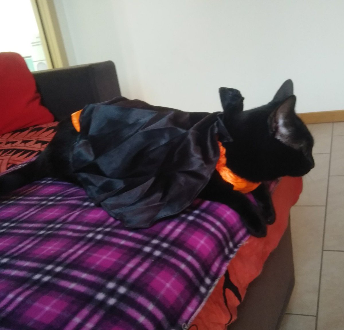 MollyAndDuke's tweet photo. Happy #Halloween2017 from your Little vampurr Duke!! (yeah i hate mommy today!) #CatsOfTwitter #blackcat https://t.co/TiHhmZUv4X