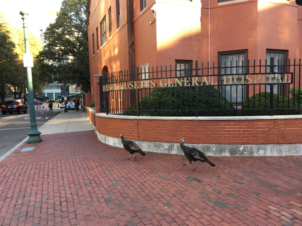 MassGeneralNews's tweet photo. Just your average day here at #MGH https://t.co/naUSBlTv4P
