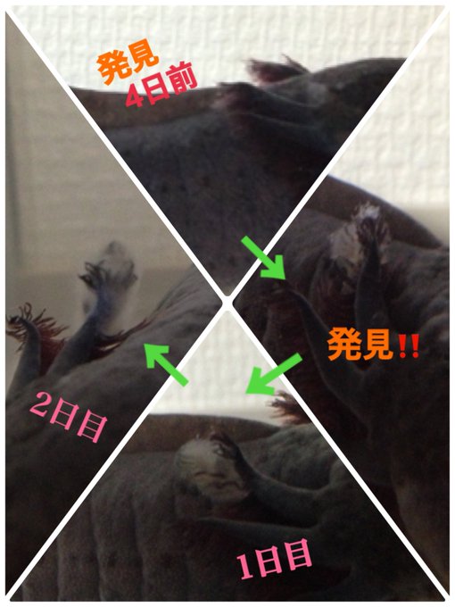 ウーパールーパーに白い綿がつく水カビ病の治療と対策 アクアハーミット