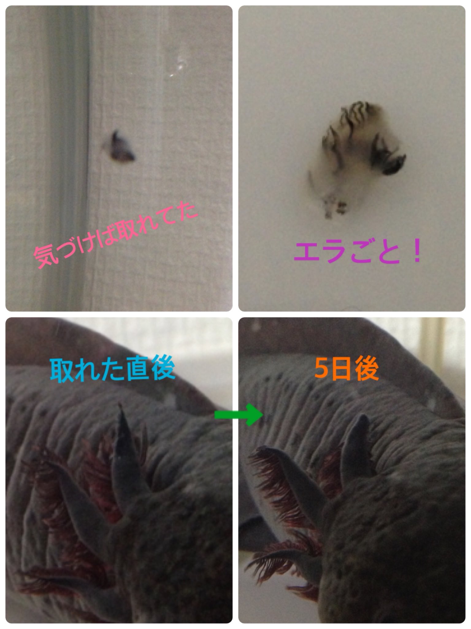 Kozue Junwtdg 初めて水カビになった時はとても焦りました 見た目は綺麗でもカビができるのですから水 が腐ってたんですね 塩浴もすすめられましたがとりあえず水換えだけで治ってくれました 本当に水は見た目だけで判断できませんね 奥が深いです