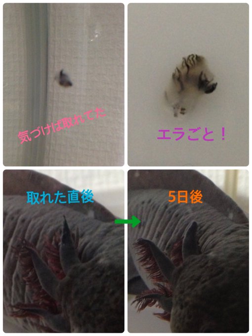 ウーパールーパーに白い綿がつく水カビ病の治療と対策 アクアハーミット