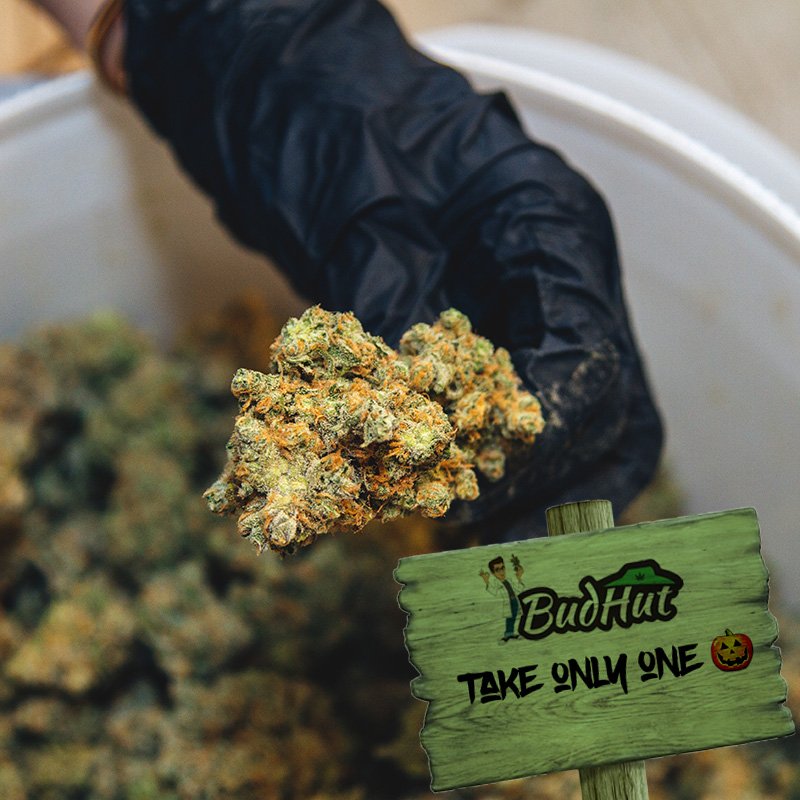 BudHutLA's tweet image. 🎃 Could you handle just taking one? 
Check Out Our Menu 📲 ow.ly/8AYA30geNGv

#Cannabis #LosAngeles #MMJ #Halloween #Halloweed